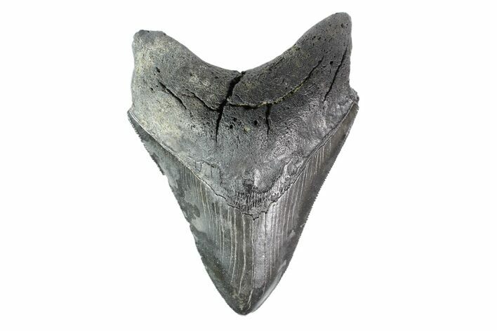 Serrated, Fossil Megalodon Tooth - South Carolina #154182